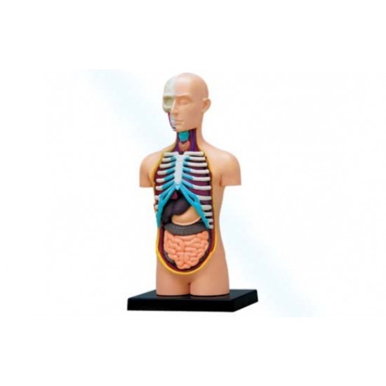 4D Human Series Puzzle - Torso Anatomy Model 