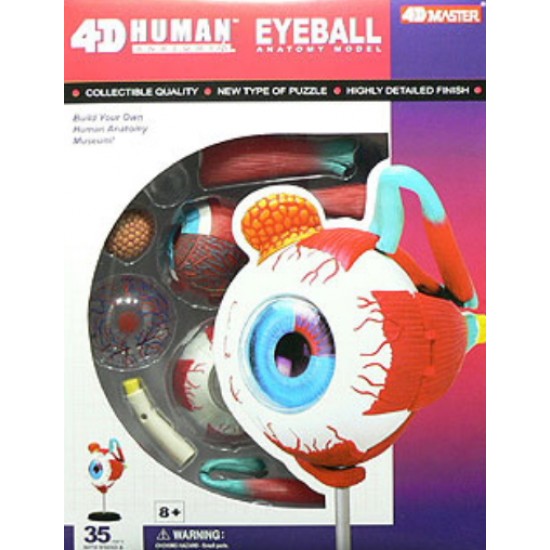 4D Human Series Puzzle - Eyeball Anatomy Model 