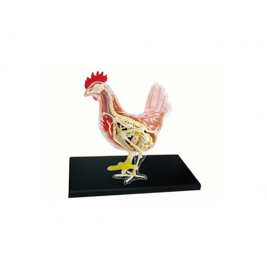 4D Vision Series Puzzle - Chicken Anatomy Model