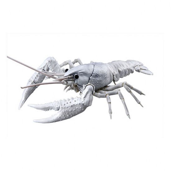 Crayfish (Procambarus clarkii) #White (23x14x6cm) [FI24 EX2]