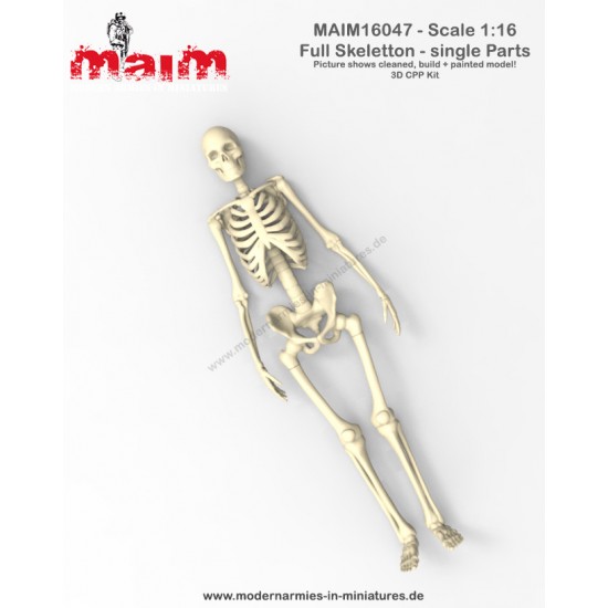 1/16 Human Skeleton Single Bones Set