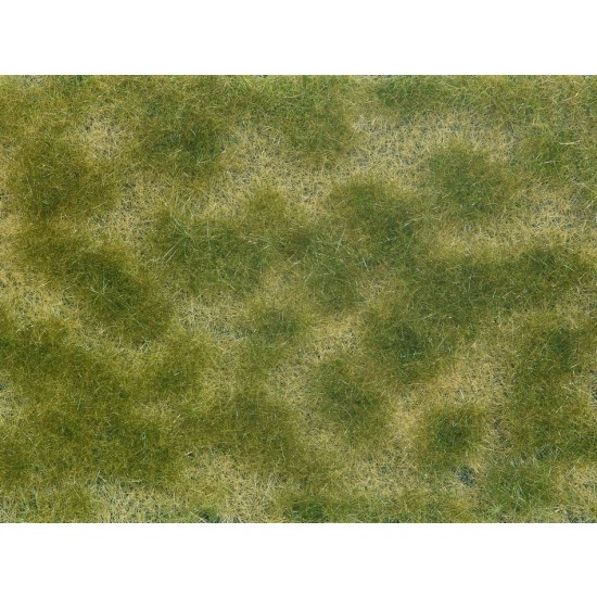 Groundcover Foliage Green/Beige (12 x 18 cm)