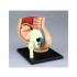 4D Human Series Puzzle - Pregnancy Pelvis Anatomy Model 