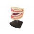 4D Human Series Puzzle - 1/1 Adult Dentures Anatomy Model