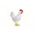 4D Vision Series Puzzle - Chicken Anatomy Model