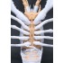 Crayfish (Procambarus clarkii) #White (23x14x6cm) [FI24 EX2]