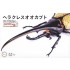 Biology Edition Dynastes Hercules You Morinaga Explanatory (movable)