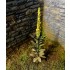 1/32 1/35 Low Vegetation - Mullein