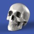 54mm Scale Skulls (8pcs)