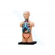 4D Human Series Puzzle - Torso Anatomy Model 