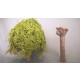 1/35 Tree Set (2pcs)