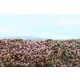 Grass Mat - Heathland Mini Pack (Size: 13 x 17 cm)