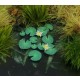 1/72 1/87 Low Vegetation - Waterlily