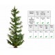 Spruce Tree (height: 22cm, assembled and painted)